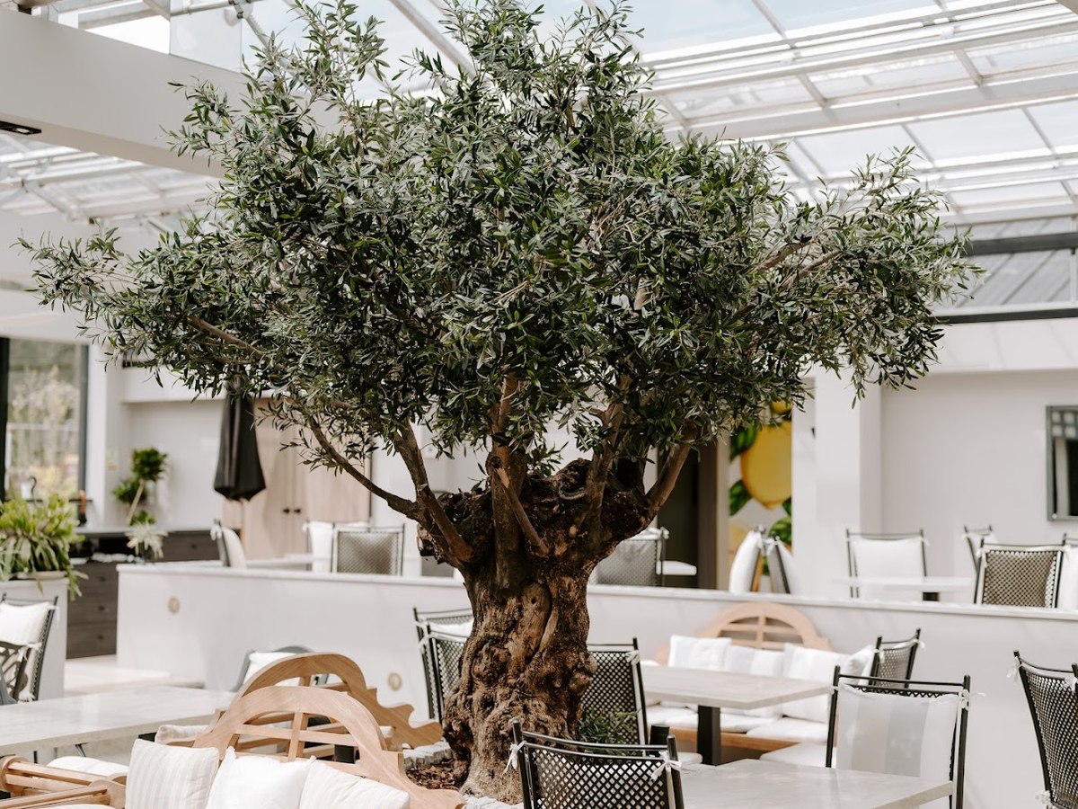 The mature olive tree beneath the glass roof in the dining room at The Glasshouse, Windlesham